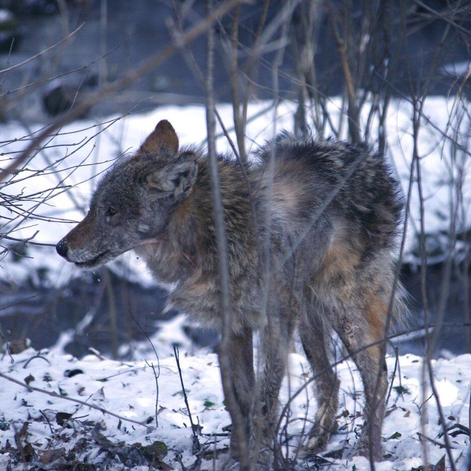 Toronto euthanizes coyote pair amid reported attacks in Liberty Village and Fort York
